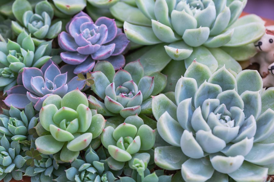 Wellness-Services-Therapy-East-Bay-Area-Audra-Foster Wellness Services Therapy East Bay Area Audra Foster